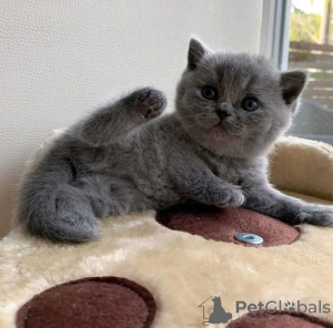 Photo №1. british shorthair - for sale in the city of Вилкавишкис | negotiated | Announcement № 53573
