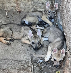 Photo №2 to announcement № 131479 for the sale of czechoslovakian wolfdog - buy in Serbia private announcement
