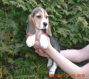 Photo №1. beagle - for sale in the city of Dmitrov | 550$ | Announcement № 1808