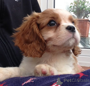 Photo №3. Cavalier King Charles Spaniel Puppies. Sweden
