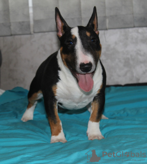 Photo №1. bull terrier - for sale in the city of Belgrade | negotiated | Announcement № 103654