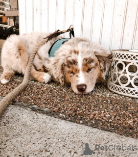 Photo №1. australian shepherd - for sale in the city of Urlingford | Is free | Announcement № 124859