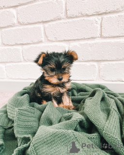 Photo №1. yorkshire terrier - for sale in the city of Los Angeles | Is free | Announcement № 11746