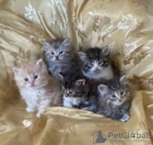 Photo №1. siberian cat - for sale in the city of Bátonyterenye | 370$ | Announcement № 123047