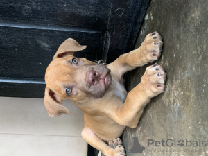 Photo №3. Home trained Boerboel puppies available now. Germany