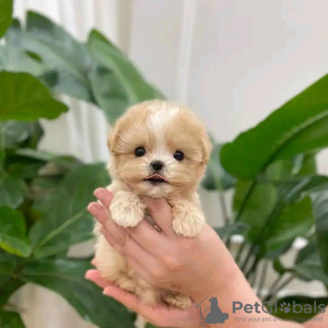 Photo №3. Beautiful poodle puppies Business WhatsApp 37062044902. Finland