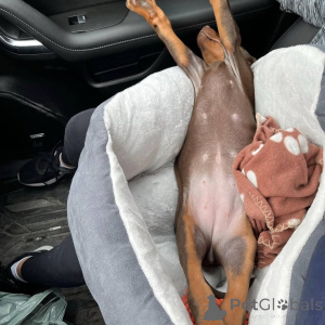 Photo №3. Nuttede dobermann hvalpe søger et kærligt hjem for altid. Denmark