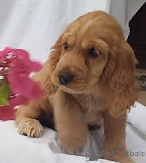 Photo №2 to announcement № 169504 for the sale of english cocker spaniel - buy in Finland private announcement, breeder