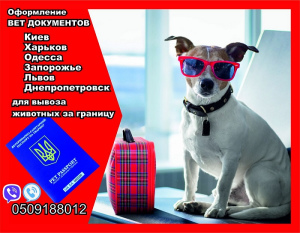 Photo №1. Veterinarian Services in the city of Kiev. Price - Negotiated. Announcement № 5052