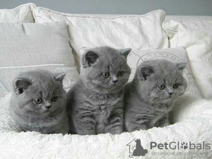 Photo №1. british shorthair - for sale in the city of Kiev | 3$ | Announcement № 122576