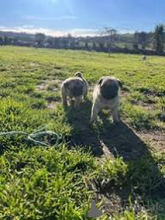 Photo №3. Beautiful pug puppies for sale.. United Kingdom