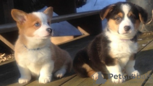 Photo №1. welsh corgi - for sale in the city of Prague | negotiated | Announcement № 78580