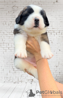 Photo №4. I will sell st. bernard in the city of Gomel. private announcement - price - 1500$