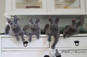 Photo №3. Russian blue kitten -LAST ONE-ready Sept 6th Shaded silver Female for free. Serbia