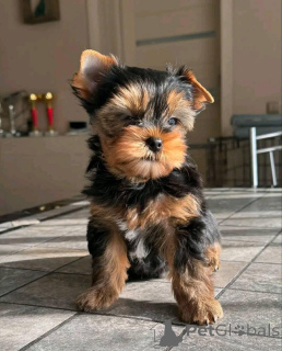 Photo №1. yorkshire terrier - for sale in the city of Pobierowo | Is free | Announcement № 143955