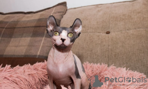 Photo №1. sphynx cat - for sale in the city of Pozezdrze | 264$ | Announcement № 68997