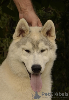 Photo №3. siberian husky puppy for sale. Serbia