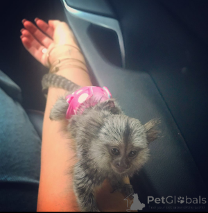 Photo №2 to announcement № 161909 for the sale of  - buy in United States 