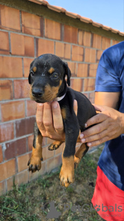 Photo №4. I will sell dobermann in the city of Belgrade.  - price - 528$