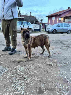 Photo №4. I will sell perro de presa canario in the city of Smederevo. private announcement - price - 619$