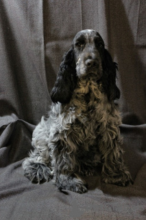 Photo №1. english cocker spaniel - for sale in the city of Minsk | negotiated | Announcement № 68787