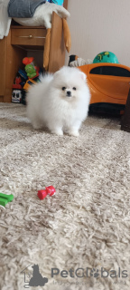 Photo №4. I will sell pomeranian in the city of Chemnitz. private announcement - price - 380$