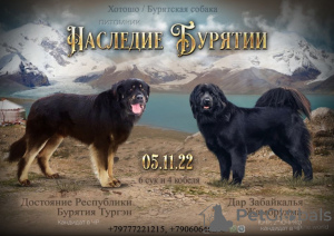 Photo №1. buryat-mongolian wolfhound - for sale in the city of Наро-Фоминск | 552$ | Announcement № 30089