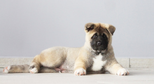 Photo №4. I will sell american akita in the city of St. Petersburg. from nursery - price - 976$