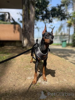 Photo №3. Beautiful Miniature pinscher. Georgia