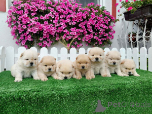 Photo №3. Chow Chow cau cau puppies. Serbia