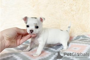 Additional photos: Adorable Chihuahua Puppies for free adoption