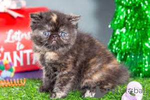 Photo №3. Exotic Shorthair kittens te koop. Belgium