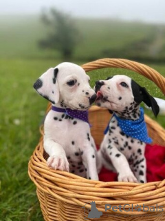 Photo №1. dalmatian dog - for sale in the city of Bromarf | Is free | Announcement № 127894