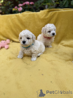 Photo №1. bichon frise - for sale in the city of Bolzano | negotiated | Announcement № 173479