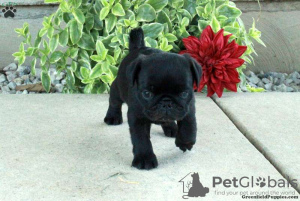 Photo №2 to announcement № 115036 for the sale of pug - buy in Russian Federation private announcement