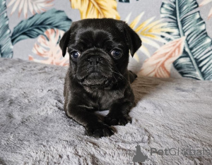 Photo №1.  - for sale in the city of Emden | 258$ | Announcement № 167676