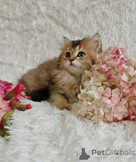 Photo №4. I will sell scottish fold in the city of Moscow river. from nursery, breeder - price - 812$