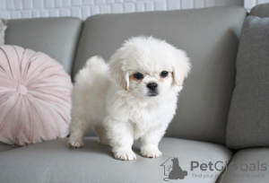 Photo №1. tibetan spaniel - for sale in the city of Vilnius | negotiated | Announcement № 128404