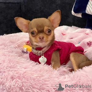 Photo №1. chihuahua - for sale in the city of Bátonyterenye | 475$ | Announcement № 123029