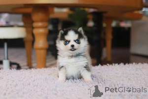 Photo №2 to announcement № 155003 for the sale of pomeranian - buy in United States breeder
