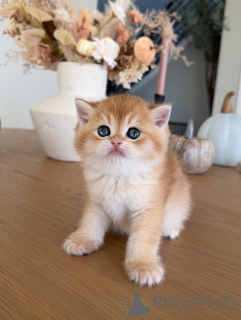 Photo №1. british shorthair - for sale in the city of Carro | negotiated | Announcement № 162905