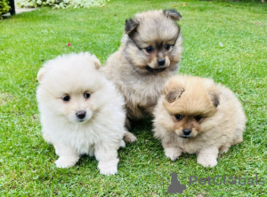 Photo №1. pomeranian - for sale in the city of Bronson | 360$ | Announcement № 83576