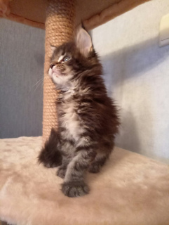 Photo №1. maine coon - for sale in the city of Yaroslavl | 469$ | Announcement № 3799