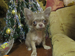 Photo №4. I will sell chihuahua in the city of Moscow. breeder - price - 484$