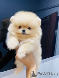 Additional photos: Pomeranians puppies