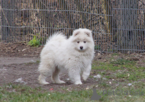 Photo №1. samoyed dog - for sale in the city of Wyszków | 1268$ | Announcement № 41884