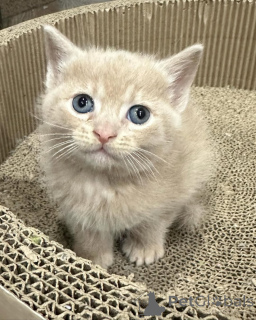 Photo №3. Domestic cat available for adoption. Germany