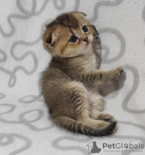 Photo №4. I will sell scottish fold in the city of Krivoy Rog. from nursery, breeder - price - 293$
