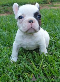 Photo №1. french bulldog - for sale in the city of Viimsi | negotiated | Announcement № 169509