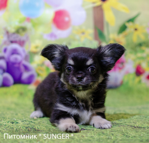 Photo №1. chihuahua - for sale in the city of Krivoy Rog | 473$ | Announcement № 6056